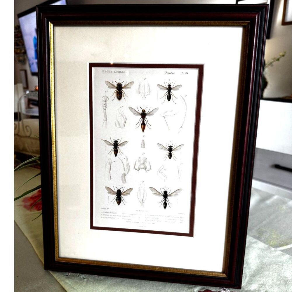 Stunning vintage copperplate engraving 19th century print bees and wasps framed